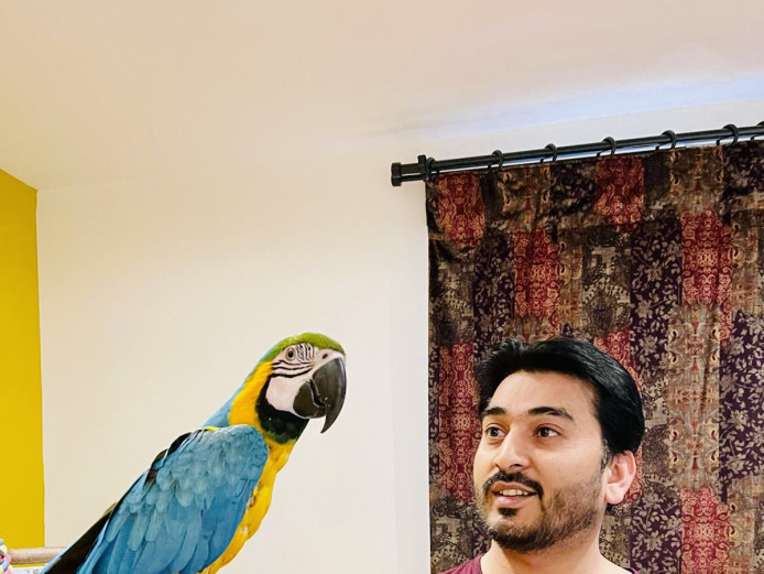 Tamed Gold & Blue Macaw For Sale ASAP