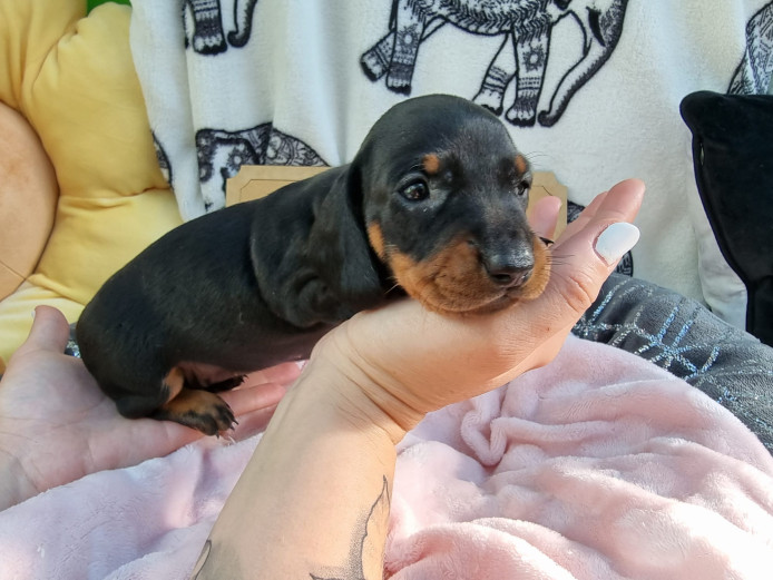 4 kc registered standard dachshunds puppies available 