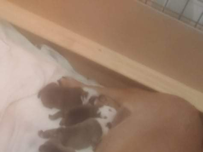 Beautiful English bulldog pups 2 girls 2 boys 