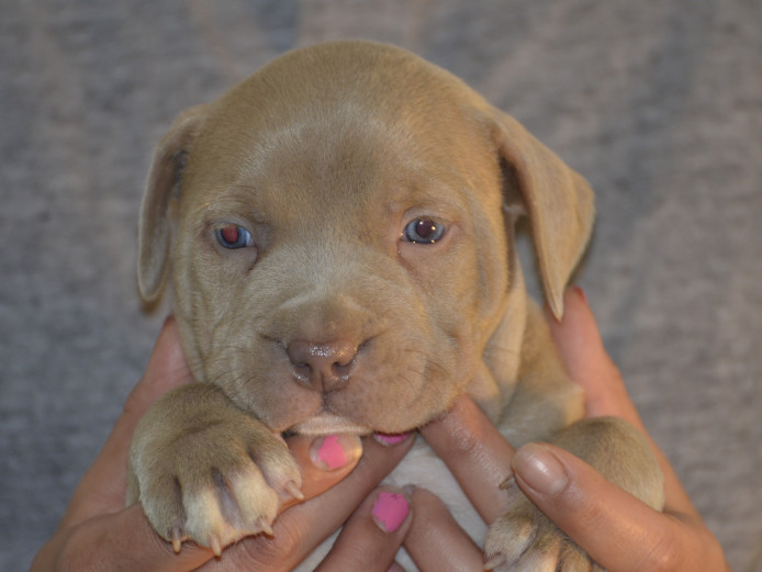American Bully Puppies 