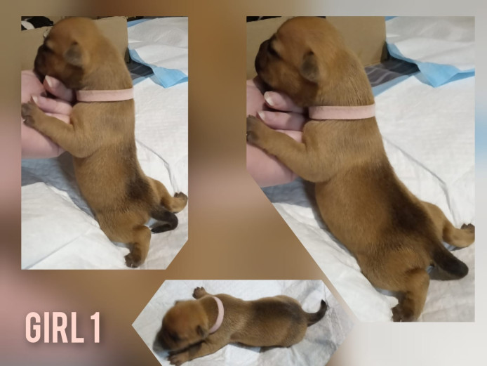 Pocket bullys x staff puppys 