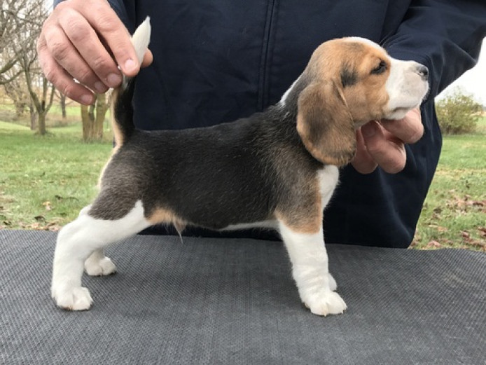 Amazing Beagle pups