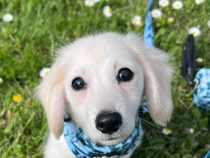 11 weeks old Dachshund puppies