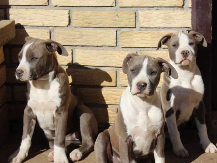 Three female Staffordshire Bull Terriers puppies for sale