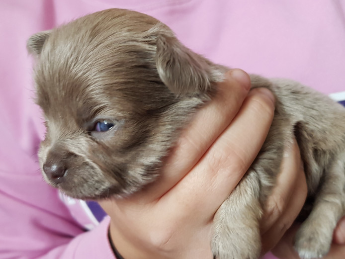 KC Reg Chihuahua puppies 