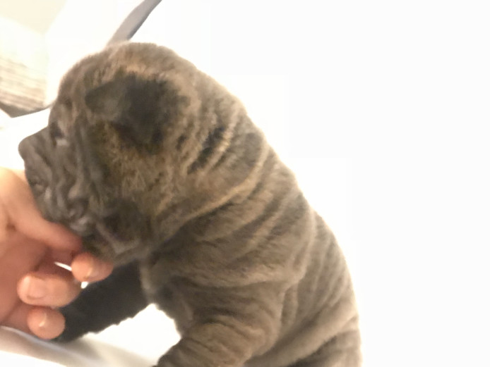 Miniature Shar Pei puppies