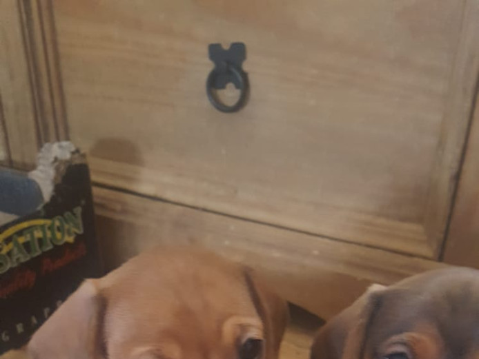 3 KC reg Miniture dachshund puppies