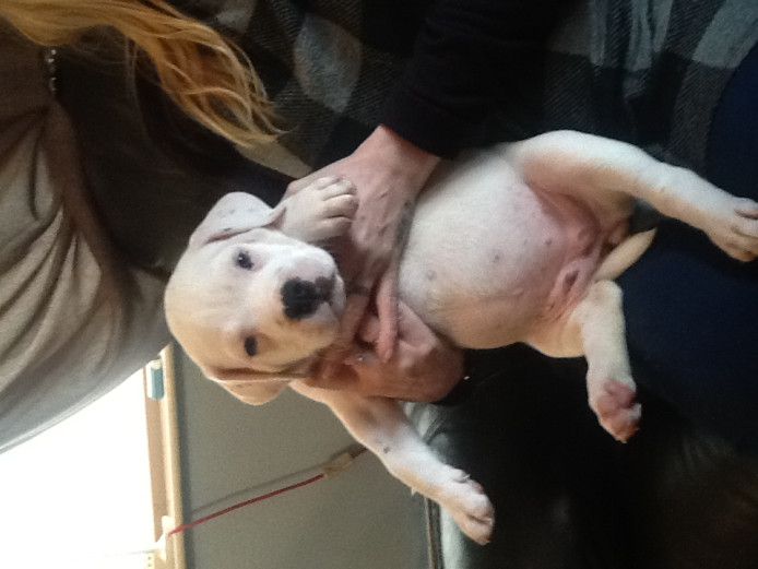 Masstiff pups for sale