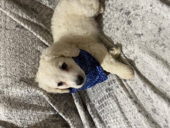 Cockapoo puppies for sale PRA clear, health checked.