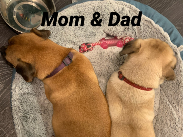 3 beautiful jug puppies remaining. PRICES REDUCED 