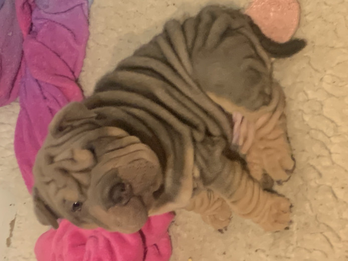 Stunning male Bullpei for sale 