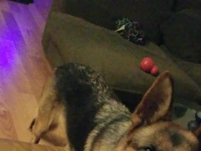 Female 2.5 year old German Shepherd