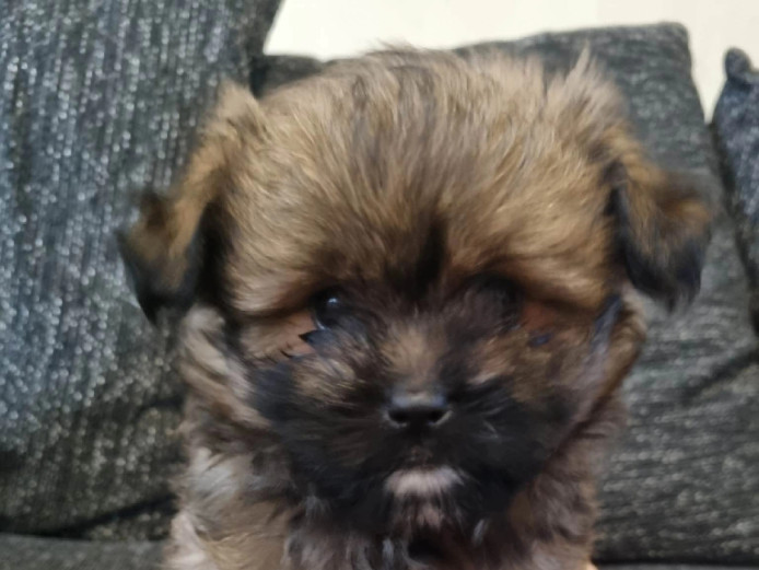 Lhasa apso x pomeranian puppies