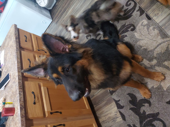 Zeke