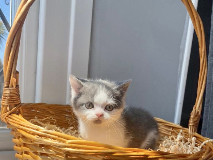 BEAUTIFUL CHUNKY BRITISH SHORTHAIR KITTENS 
