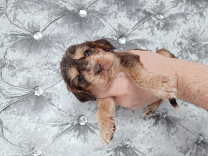 Gorgeous cocker spaniels 