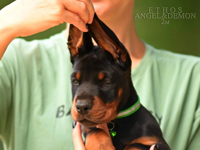 Full euro male puppy