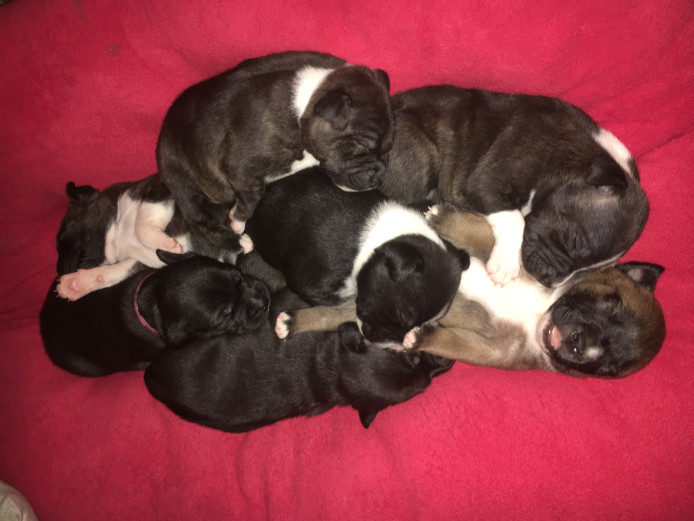 Statffordshire Bull Terrier