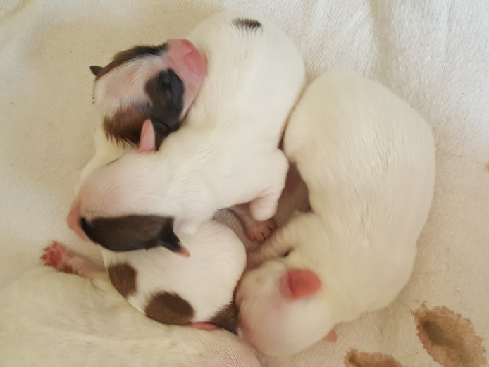 Coton de tulear puppys kc reg