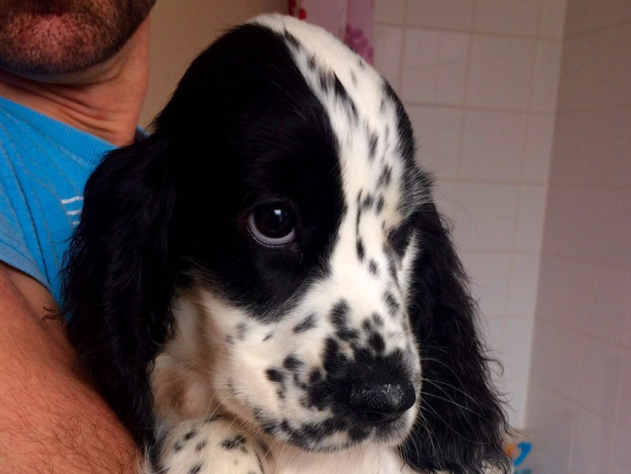 2 cocker spaniels left from litter of 6