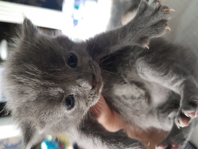 kittens for sale Mixed Breed for Sale Near Me in herts Mypetzilla UK