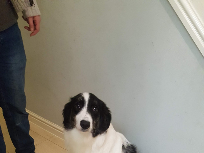 Beautiful Welsh Sheepdog