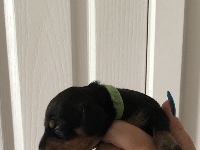 Smooth haired miniature dachshunds puppies 