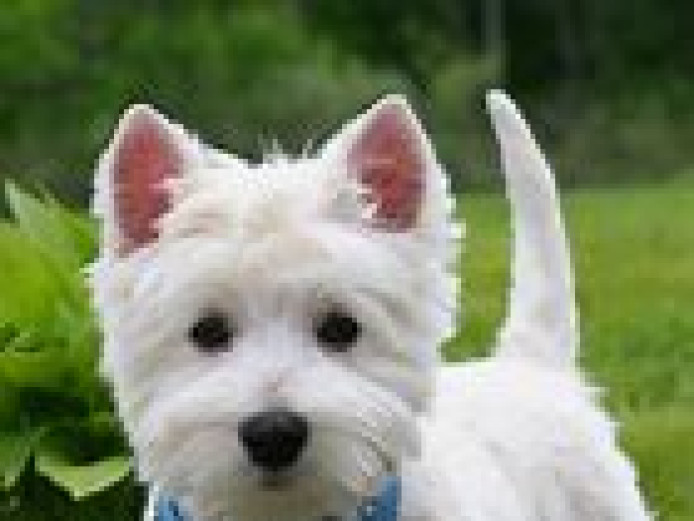 Wanted - West Highland Terrier puppy