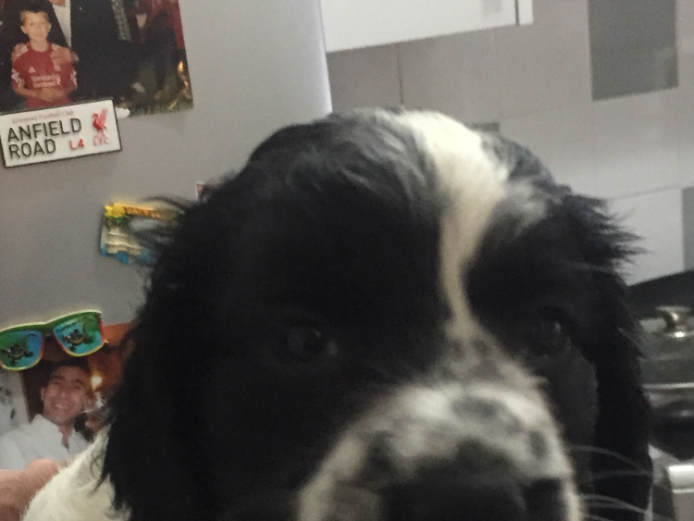 Cocker spaniel boy puppy for sale