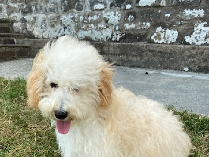 older male poochon
