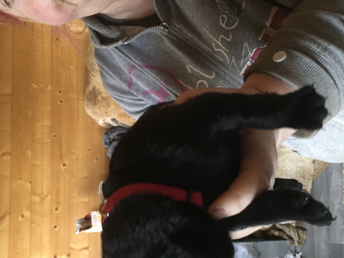 Gorgeous pedigree black Labradors Kc reg 3 boys left 