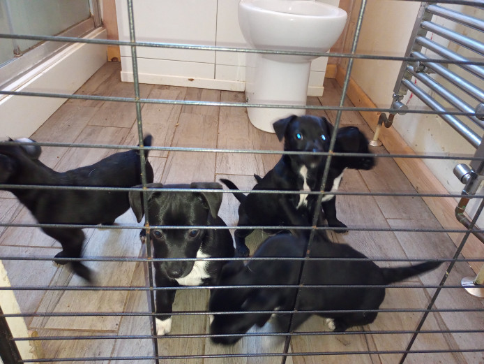 Patterdale terrier puppies