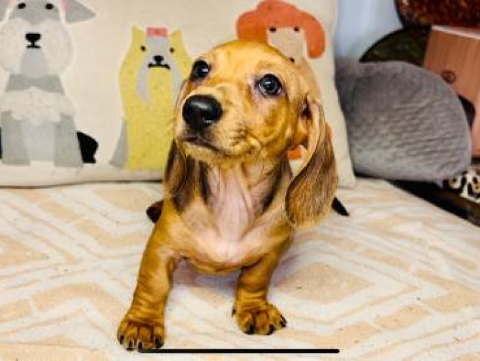 3 month old Miniature Schnauzer