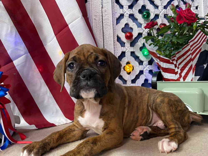 Boxer for sale