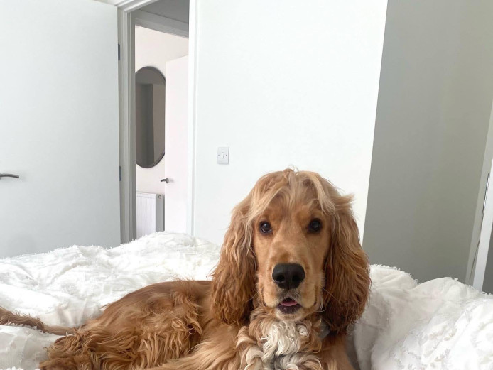 18 month old Show Cocker Spaniel looking for a new home
