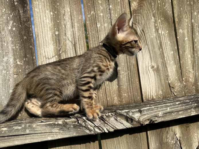 Bengal kitten for sale