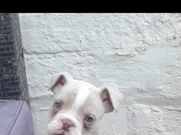 Olde English bulldog puppies 