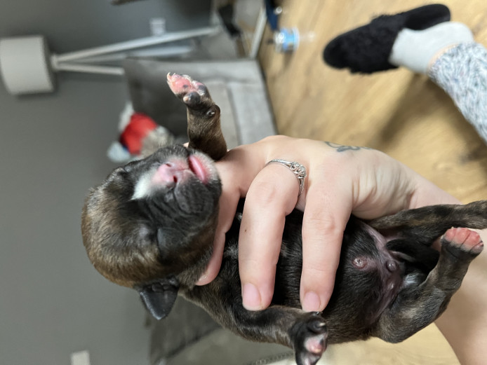 American bulldog cross Rottweiler puppies