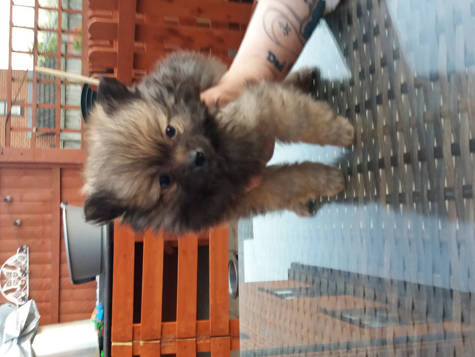 Male wolf sable pedigree miniature Pomeranian puppies 