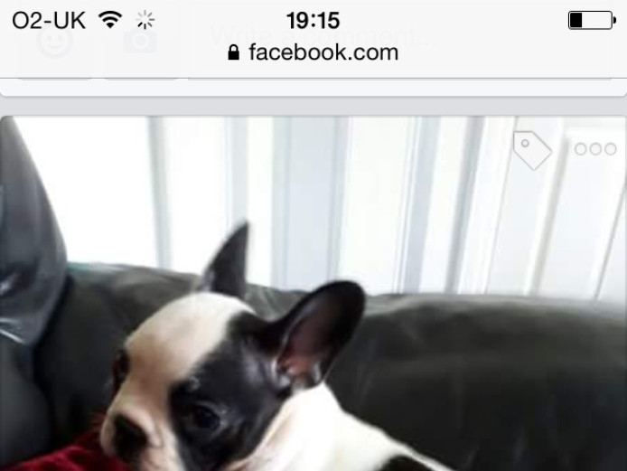 French bulldog puppies