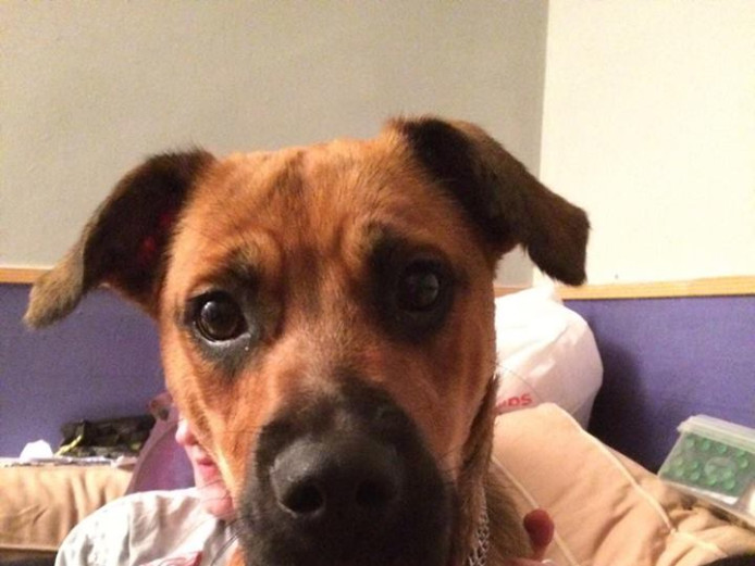 Rottweiler x Bull Mastiff