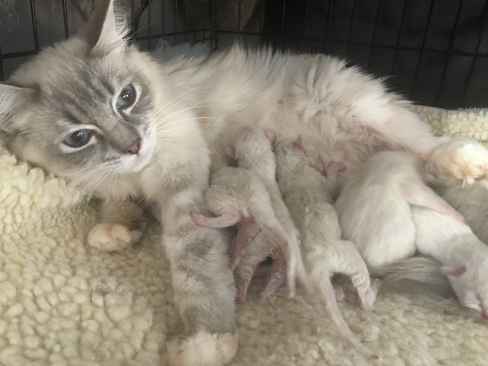 6 stunning ragdoll kittens 