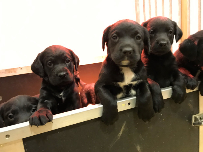 Springerdor Pups
