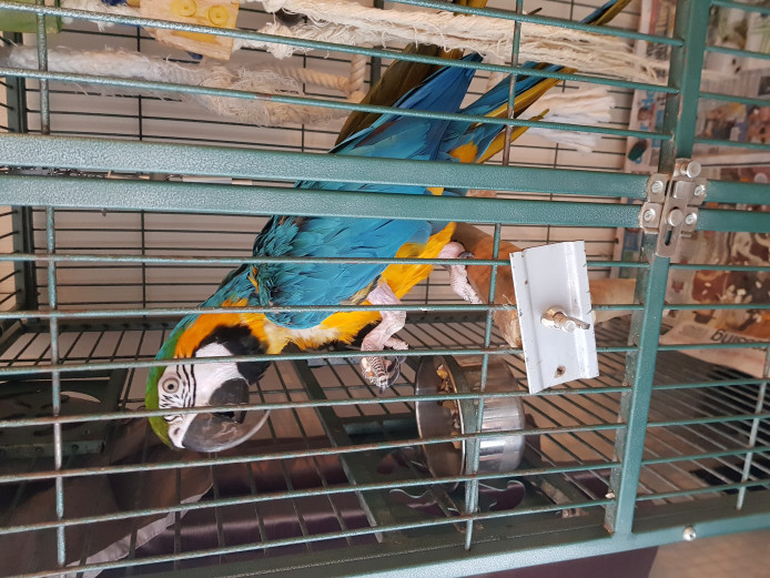 Blue and gold macaw
