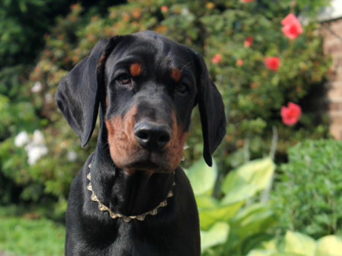 European Doberman
