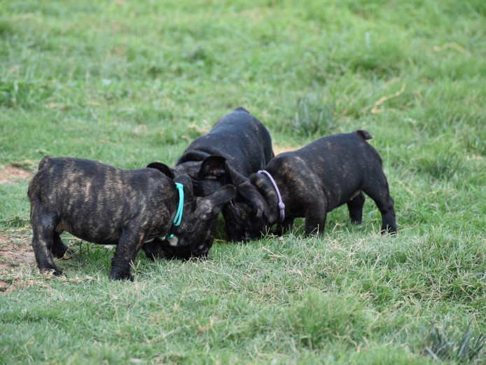 Adorable KC reg French Bulldog pups