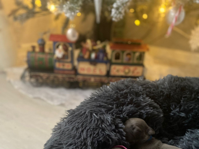 Blue whippets for sale 