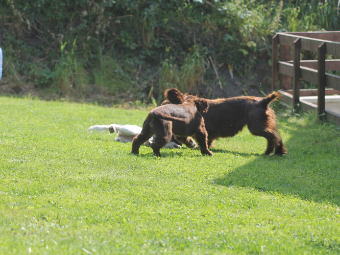 KC REgistered working cocker spaniels- available unexpectedly due to time waster