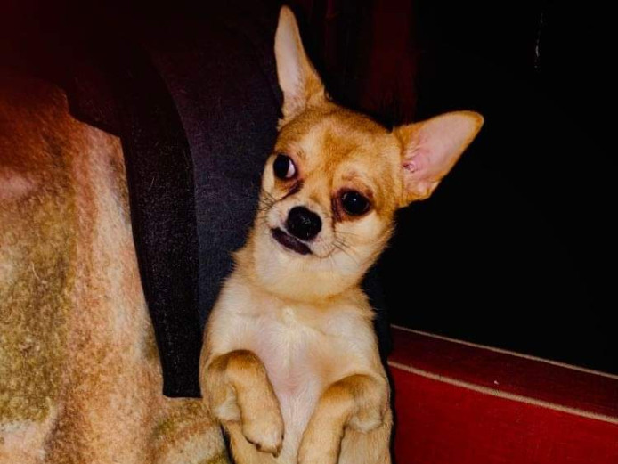 Teacup Chihuahua male pup