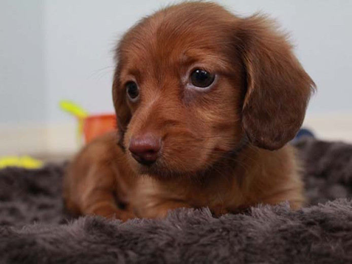 Beautiful Dachshund puppies